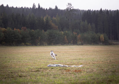 agility-klub-rokycany-coursing-2