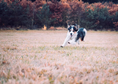 agility-klub-rokycany-coursing-3