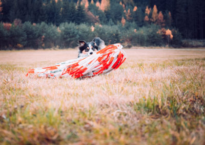 agility-klub-rokycany-coursing-4
