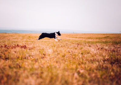 agility-klub-rokycany-coursing-5
