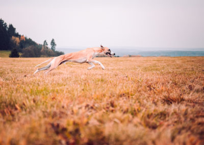 agility-klub-rokycany-coursing-6