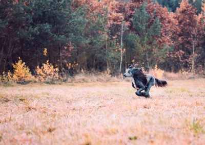 agility-klub-rokycany-coursing-7