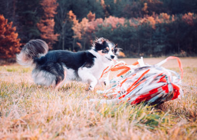 agility-klub-rokycany-coursing-8