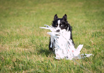 agility-klub-rokycany-coursing-9